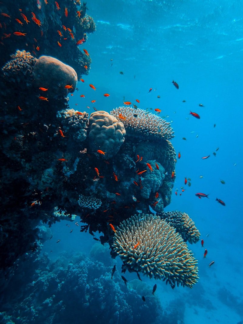 Snorkel buceo Papagayo Costa Rica